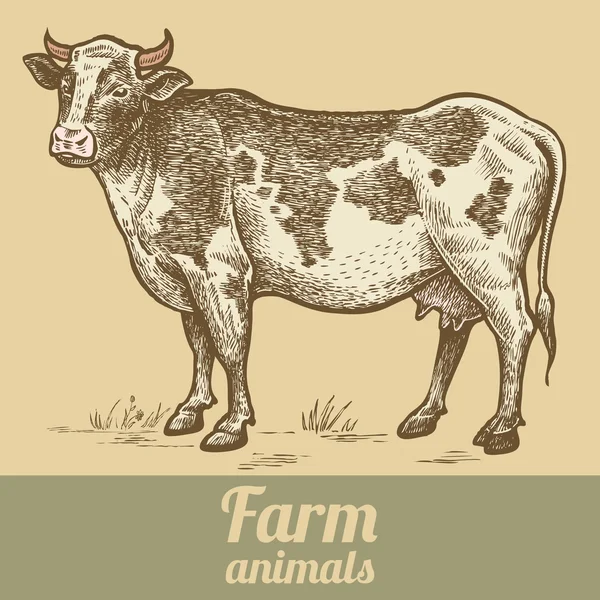 Çiftlik hayvan inek. — Stok Vektör