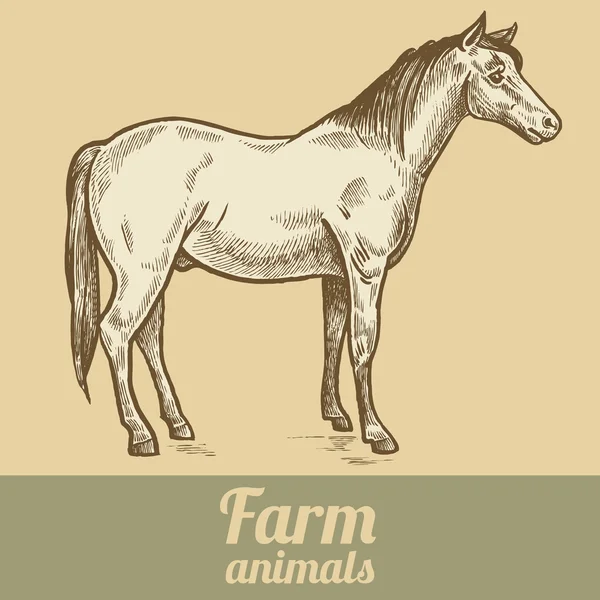 Ферма тварина коня . — стоковий вектор