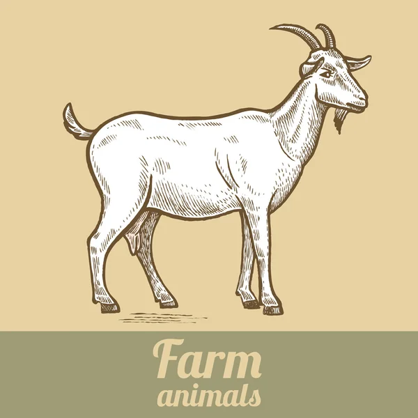 Chèvres animaux de ferme. — Image vectorielle