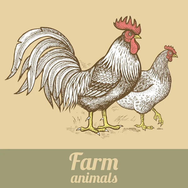 Granja gallo y gallina . — Vector de stock