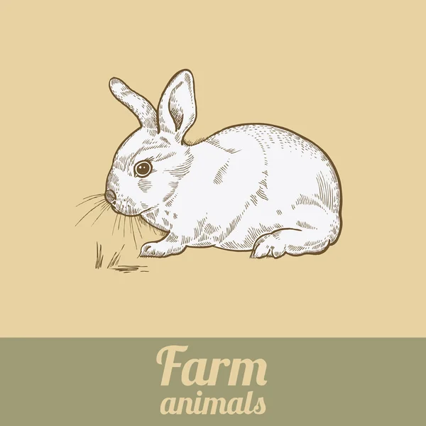 Animaux d'élevage de lapins . — Image vectorielle