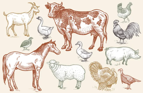 Goat, cow, horse, sheep, pig, goose, quail, duck, turkeys, roost — Stock Illustration Goat, cow, horse, sheep, pig, goose, quail, duck, turkeys, roost Royalty Free Stock Illustrations