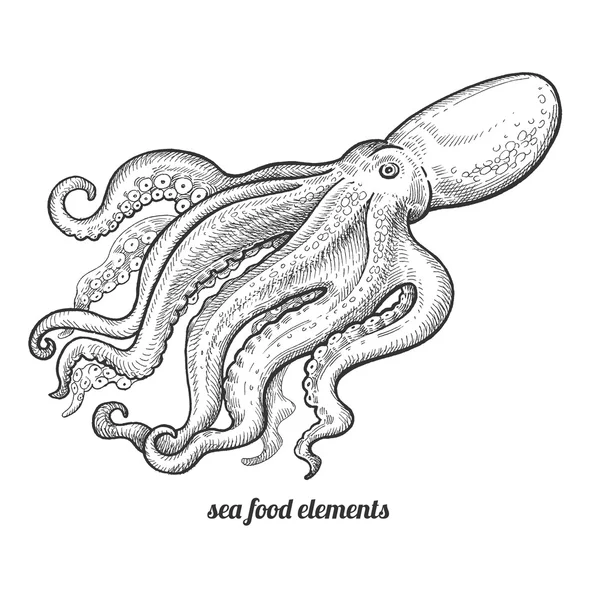 Osamocený obrázek chobotnice na bílém pozadí. — Stockový vektor