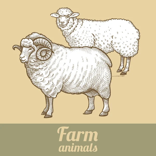 Farm animals sheep and Ram. — Stock Vector