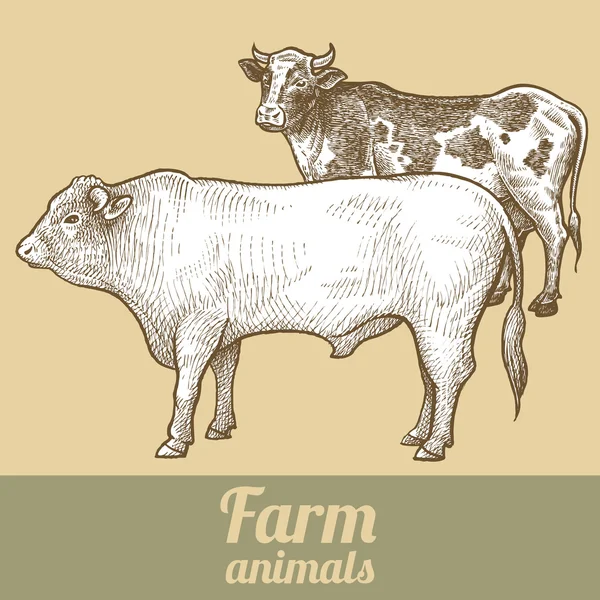 Αγρόκτημα ζώο αγελάδα και Ταύρος. — Διανυσματικό Αρχείο