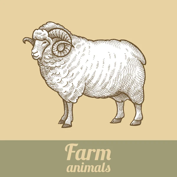 Ram farm animals. — Stock Vector