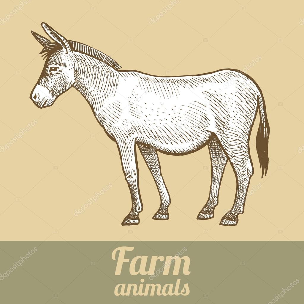 Donkey. Series vector illustration of farm animals. Style vintage engraving.