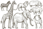 Afrikanische Tiere Elefant, Giraffe, Löwe, Zebra, Nashorn und Hippop
