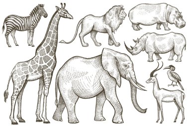 Afrika hayvanları fil, zürafa, aslan, zebra, gergedan ve hippop