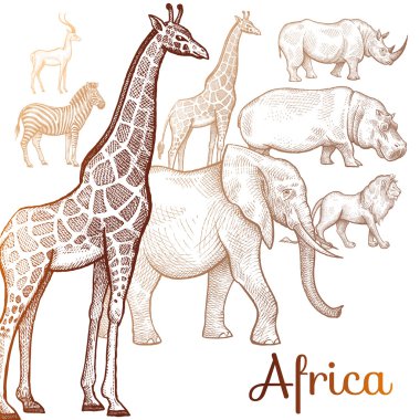 Afrika hayvanları gösteren resim.