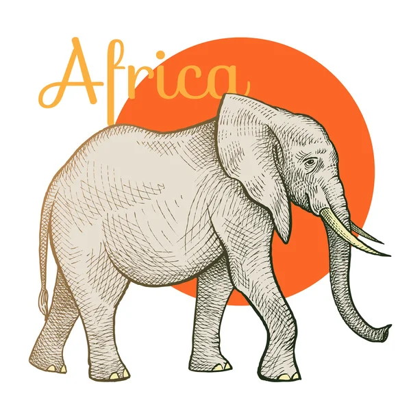 African animals elephant. — Stockvector