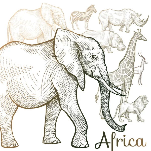 Ilustración de animales africanos . — Vector de stock