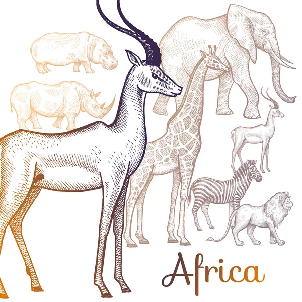 Ilustración de animales africanos . — Vector de stock