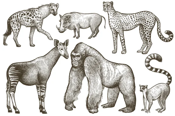 Afrikaanse dieren hyena, okapi, cheetah, gorilla, Knobbelzwijn, lemur. — Stockvector