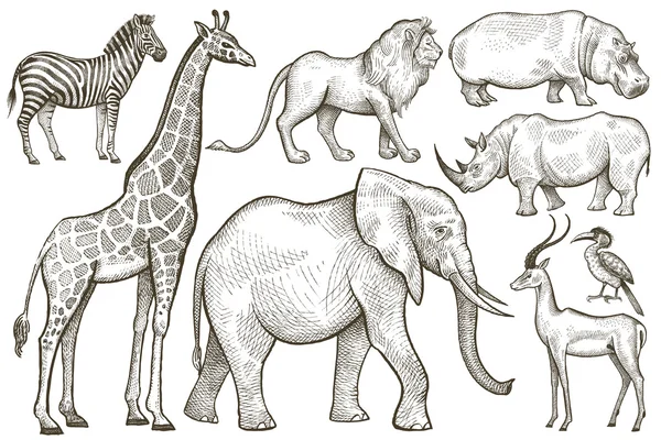 Afrika hayvanları fil, zürafa, aslan, zebra, gergedan ve hippop — Stok Vektör