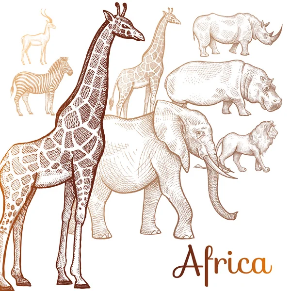 Illusztráció: afrikai állatok. — Stock Vector