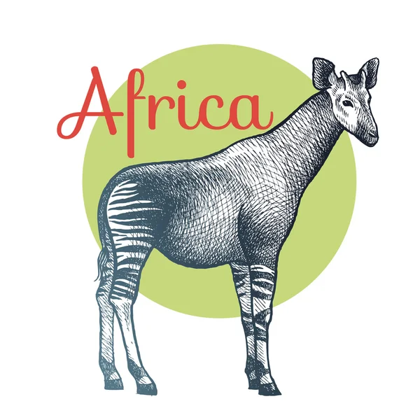 Afrikaanse dieren Okapi. — Stockvector