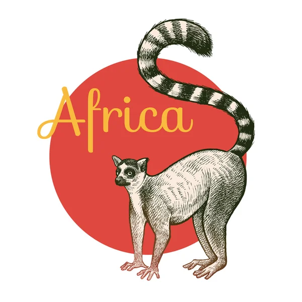 Animales africanos Lemur . — Vector de stock