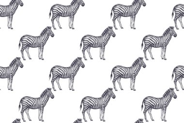 Afrika zebralar ile Seamless Modeli.
