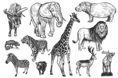 Vahşi yaşam setinin hayvanları. Aslan, fil, zürafa, kaplan, su aygırı, zebra, bukalemun, geyik, dağ keçisi, vahşi domuz ve büyük boynuzlu inek. Siyah beyaz çizim. Vektör. Eski model. Gerçekçi grafikler.