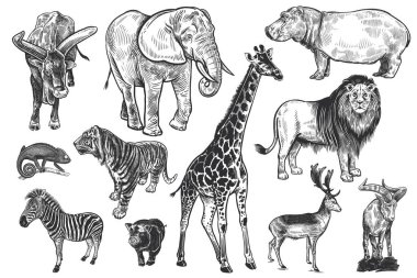 Animals of wildlife set. Lion, elephant, giraffe, tiger, hippo, zebra, chameleon, deer, mountain goat, wild pig and big-horned cow. Black and white illustration. Vector. Vintage. Realistic graphics. clipart