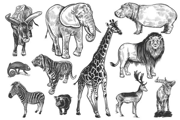 Animaux Faune Ensemble Lion Éléphant Girafe Tigre Hippopotame Zèbre Caméléon — Image vectorielle