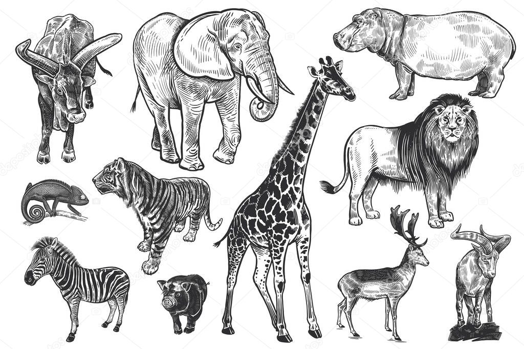 Animals of wildlife set. Lion, elephant, giraffe, tiger, hippo, zebra, chameleon, deer, mountain goat, wild pig and big-horned cow. Black and white illustration. Vector. Vintage. Realistic graphics.