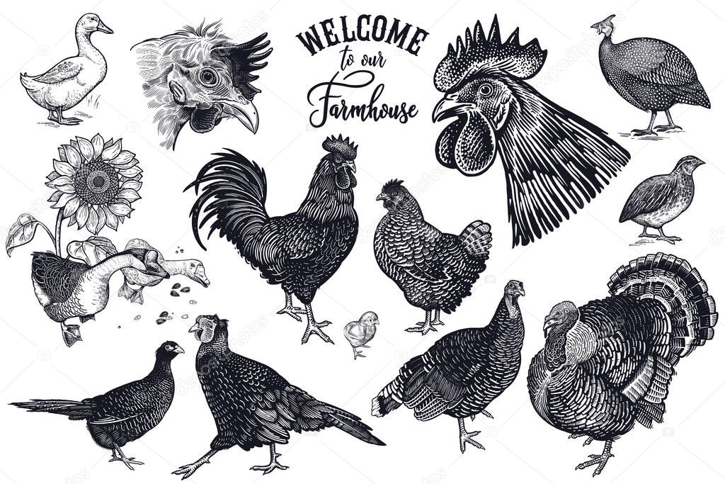 Farm birds set. Chicken rooster chick geese pheasants turkey duck quail and guinea fowl. Poultry isolated on white background. Vector illustration. Black and white. Vintage engraving.