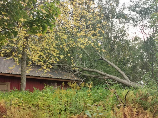 Albero Caduto Fienile Durante Una Tempesta Autunno Foto Stock