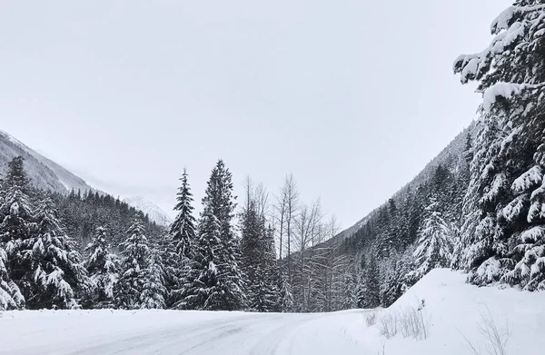 Coniferous snowy forest in the Rocky Mountains. The road between tall spruce trees and mountain peaks in snowy weather. Natural winter background. British Columbia, Canada — Stock Image Coniferous Snowy Forest Rocky Mountains Road Tall Spruce Trees Mountain Royalty Free Stock Images