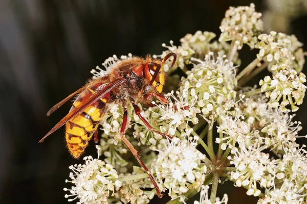 Weibchen Der Europäischen Hornisse — Stockfoto