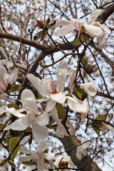 Blüten Der Sternmagnolie Magnolia Stellata — Stockfoto