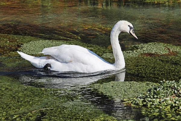 Svanen Simmar Liten Klar Flod Med Många Vattenväxter — Stockfoto