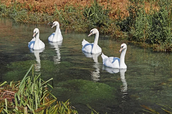 Svanar Simmar Liten Klar Flod — Stockfoto