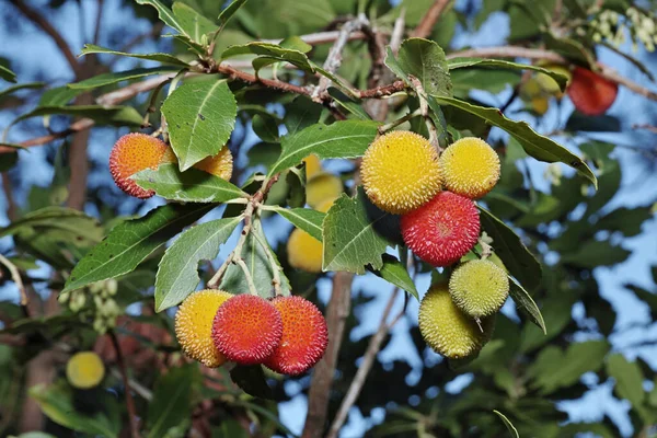 Bayas Maduras Inmaduras Fresa Arbutus Unedo Ericaceae — Foto de Stock