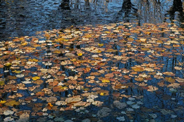 Folhas Caídas Água Pequeno Lago Outono Luz Solar Sombra — Fotografia de Stock