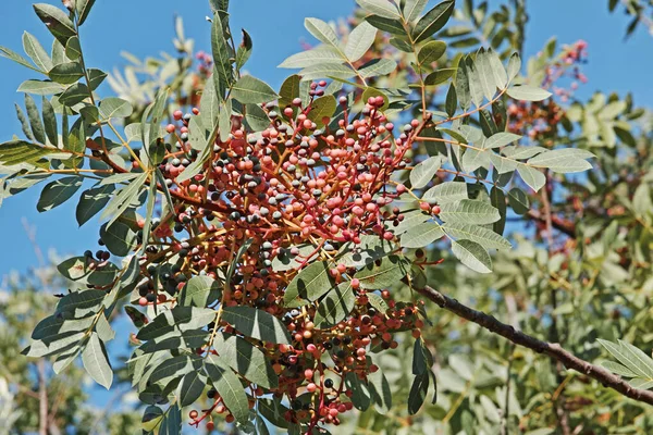 Branch Terebinth Fruits Leaves — Stock Photo, Image