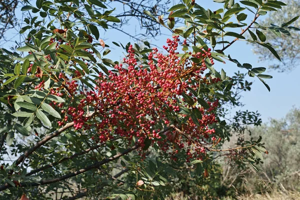 Branches Fruits Leaves Terebinth Plant — Stock Photo, Image