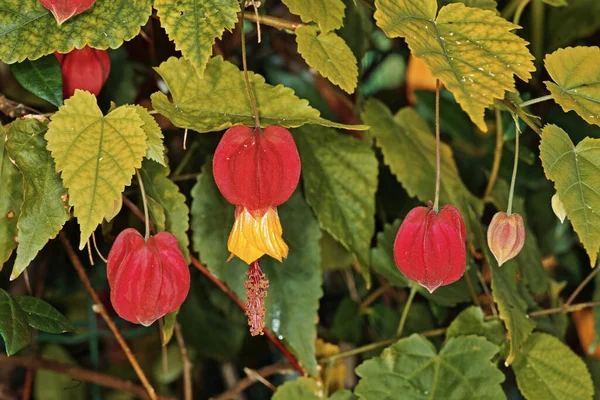 단풍나무의 Abutilon Mainpotamicum Malvaceae — 스톡 사진