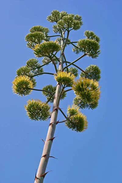 Flower Agave Plant Agavaceae — Stock Photo, Image