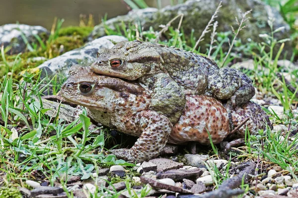 Sapos Durante Temporada Reproducción Apareamiento Bufo Bufo Familia Bufonidae — Foto de Stock