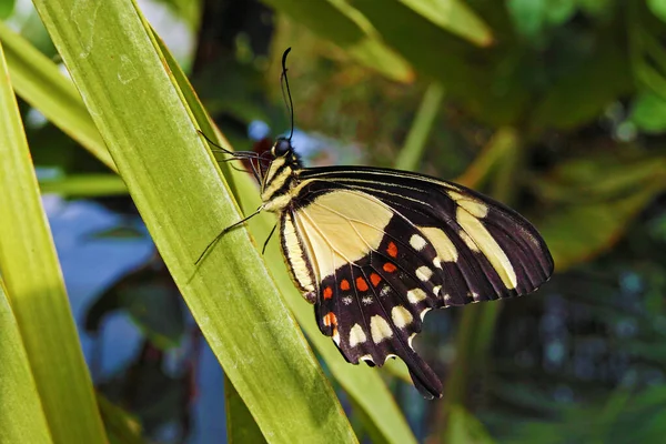 Torquatus Motýl Vlaštovčí Spodní Strana — Stock fotografie