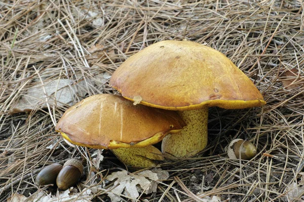 Specimen Jerrsey Cow Mushroom Suillus Bovinus — Stock Photo, Image