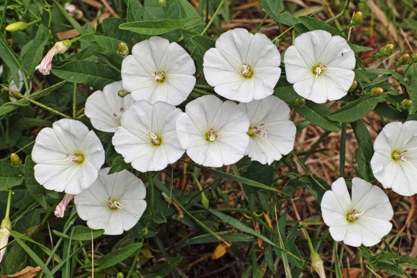 Rostlina Polní Bindweed Bezvodý Arvensis — Stock fotografie