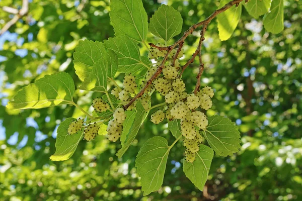 Rama Con Hojas Frutos Morera Blanca —  Fotos de Stock