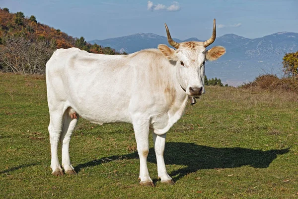 Vaca Blanca Pasto Montaña — Foto de Stock
