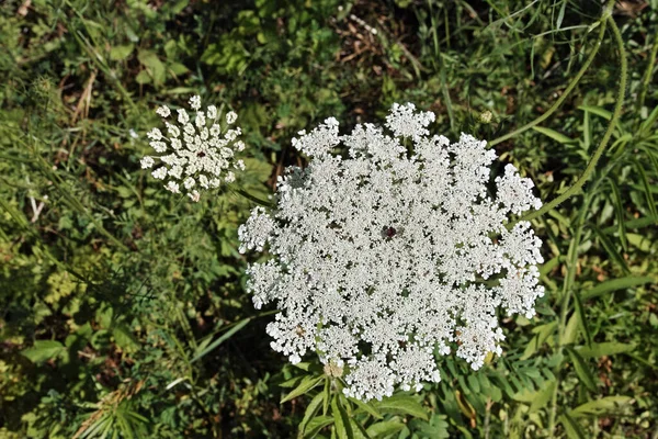Wilde Möhrenpflanze Voller Blüte Daucus Carota — Stockfoto