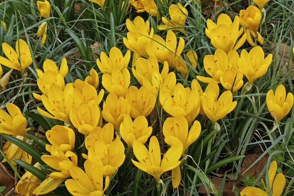 Fall Diffodil Plants Blooming Sternbergia Lutea Amaryllidaceae Stock Picture