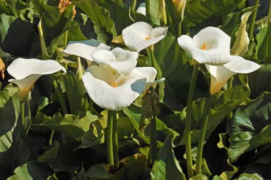 Zantedeschia aethiopica 'nın cilt yüzeyi olan bitkiler