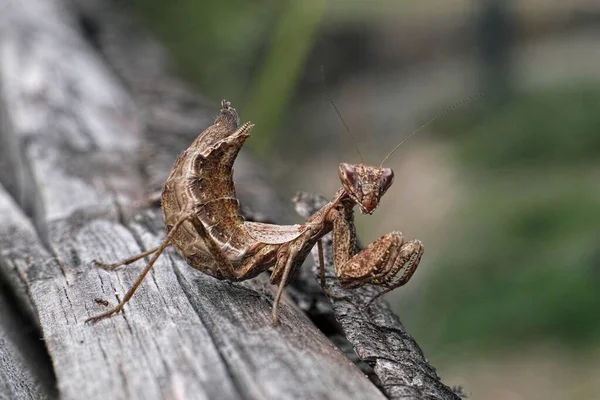 Young Specimen Brown Praying Mantis — Stock Photo, Image